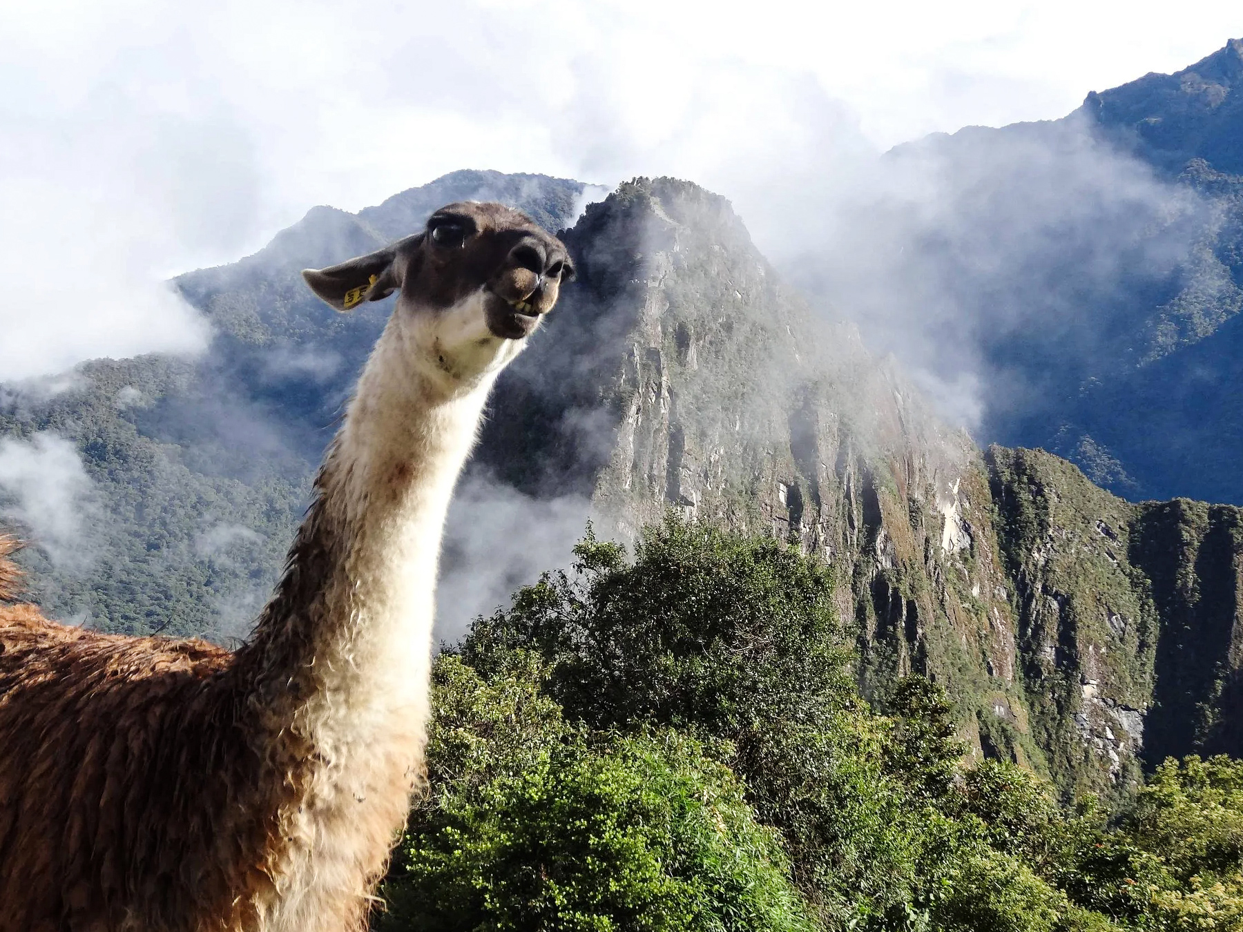 Llamas at Machu Picchu ruins